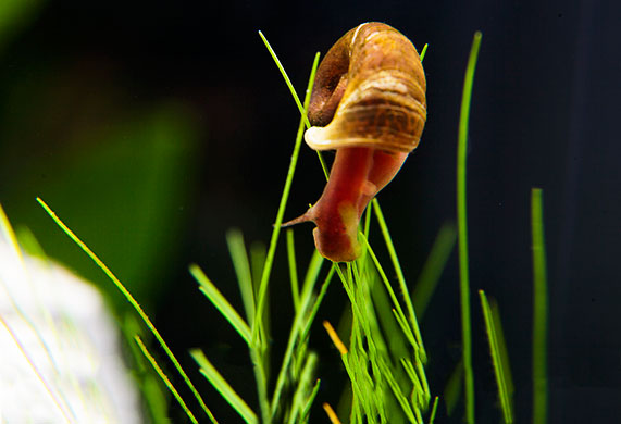 snail remover for aquariums